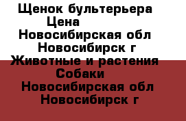 Щенок бультерьера › Цена ­ 35 000 - Новосибирская обл., Новосибирск г. Животные и растения » Собаки   . Новосибирская обл.,Новосибирск г.